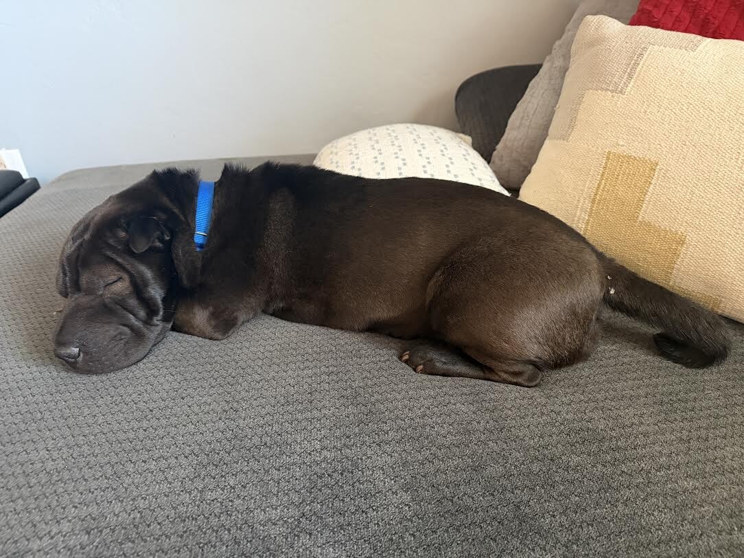 Picture of the Animal Listed